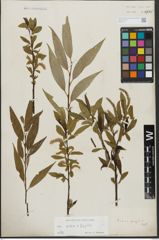 Foto von Salix alba L. x Salix fragilis L.